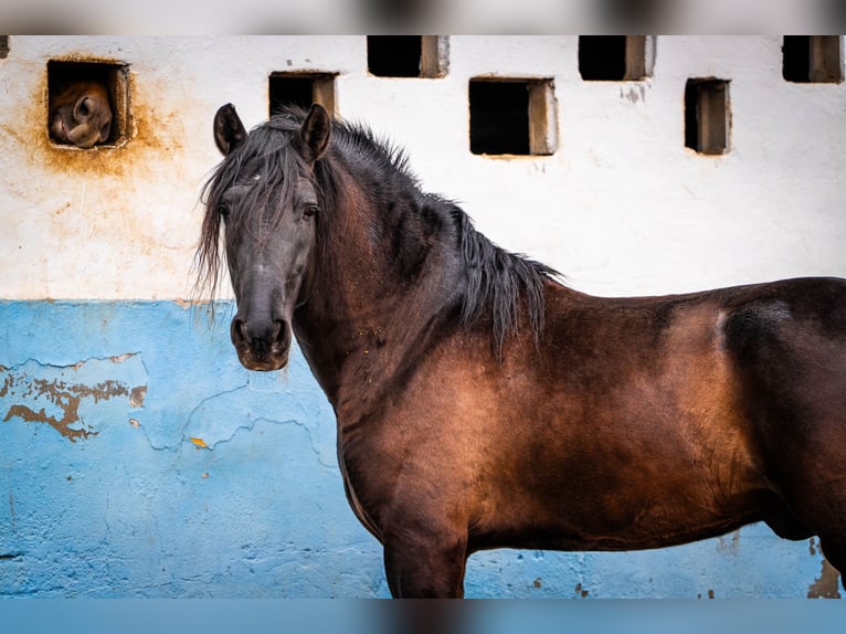 PRE Croisé Étalon 7 Ans 170 cm Noir in Valencia