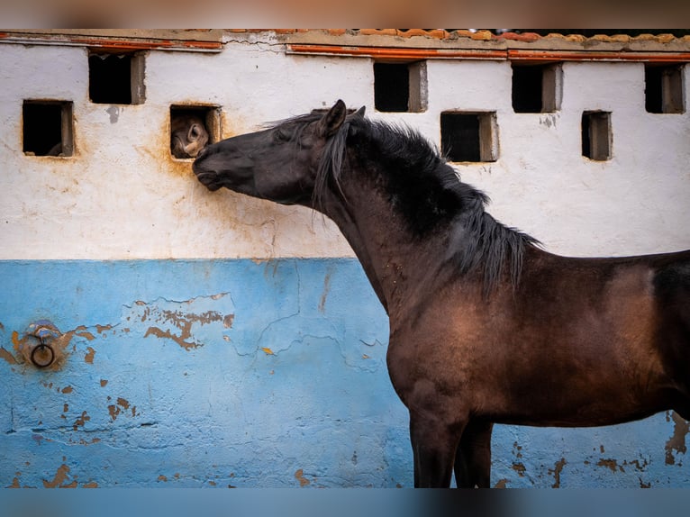 PRE Croisé Étalon 7 Ans 170 cm Noir in Valencia