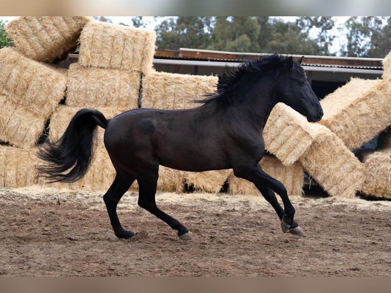 PRE Croisé Étalon 7 Ans 170 cm Noir in Valencia