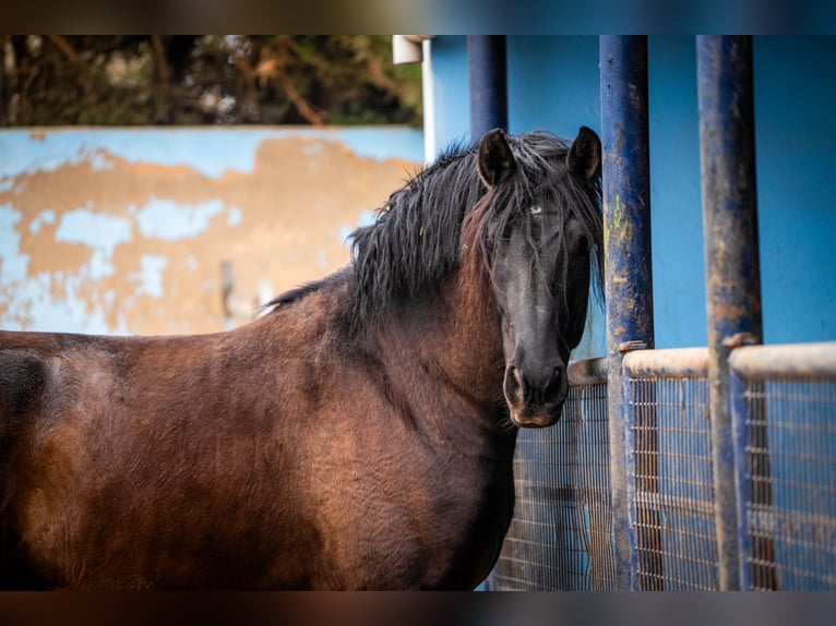 PRE Croisé Étalon 7 Ans 170 cm Noir in Valencia