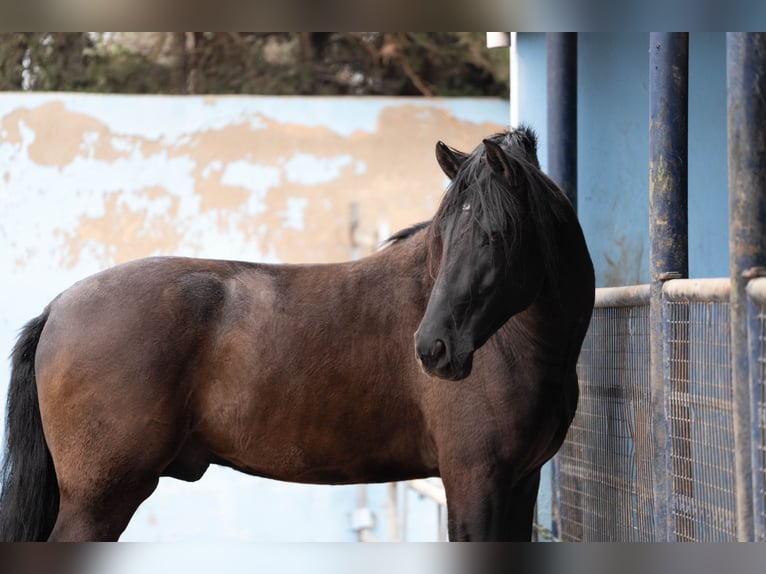 PRE Croisé Étalon 7 Ans 170 cm Noir in Valencia