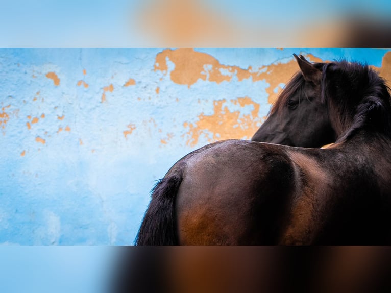 PRE Croisé Étalon 7 Ans 170 cm Noir in Valencia