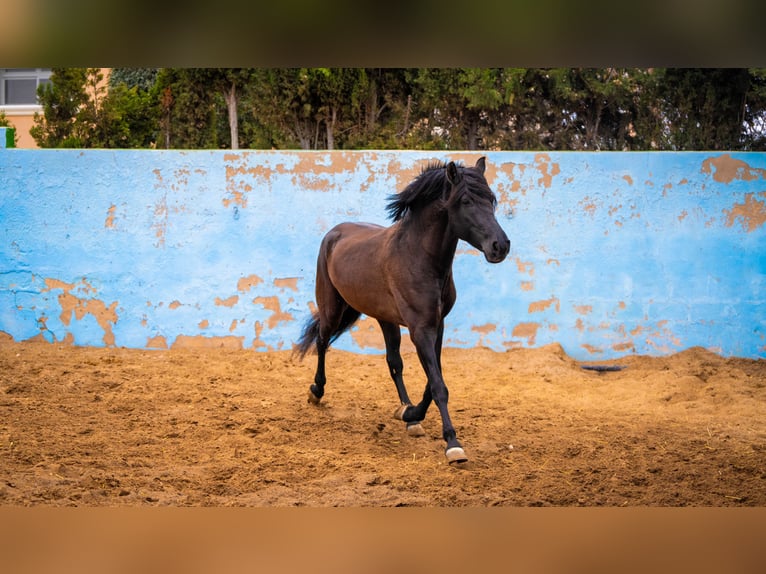 PRE Croisé Étalon 7 Ans 170 cm Noir in Valencia