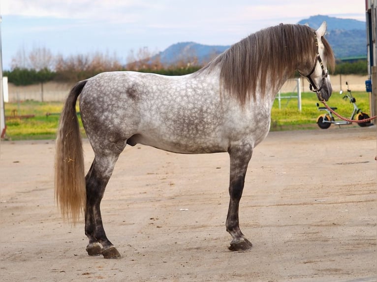 PRE Croisé Étalon 7 Ans 172 cm Gris in NAVAS DEL MADRONO