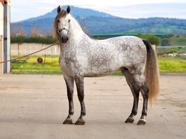 PRE Croisé Étalon 7 Ans 172 cm Gris in NAVAS DEL MADRONO