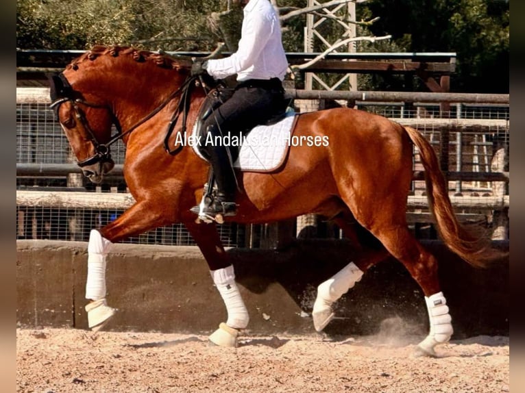 PRE Croisé Étalon 7 Ans 173 cm Alezan in Sevilla