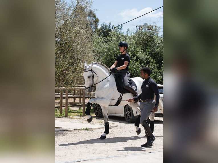 PRE Étalon 7 Ans 173 cm Gris in Jimena De La Frontera