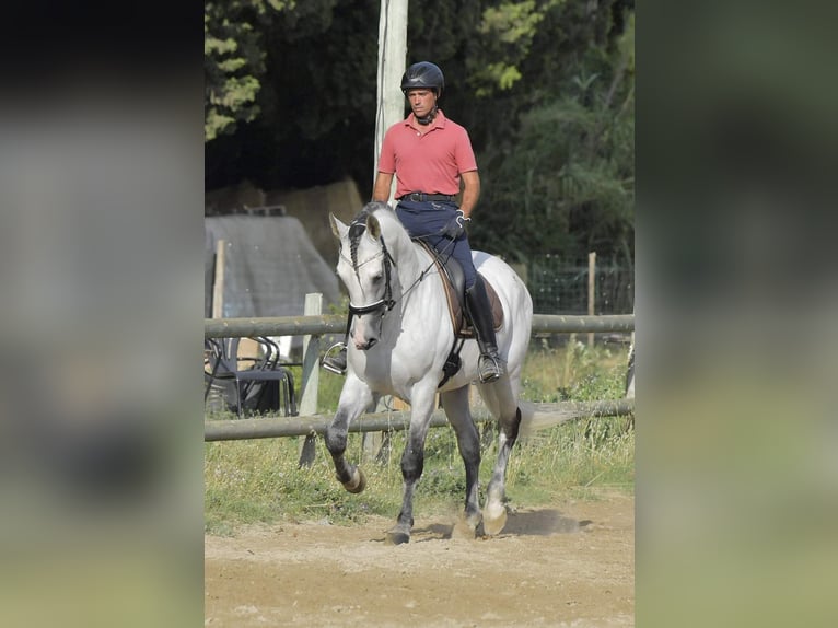 PRE Étalon 7 Ans 173 cm Gris in Châteaurenard