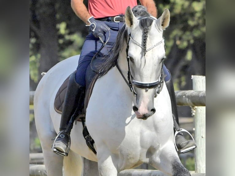 PRE Étalon 7 Ans 173 cm Gris in Châteaurenard