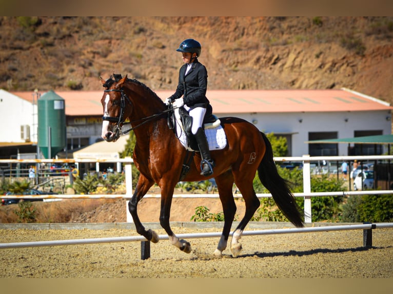 PRE Croisé Étalon 7 Ans 174 cm Bai in Sotogrande