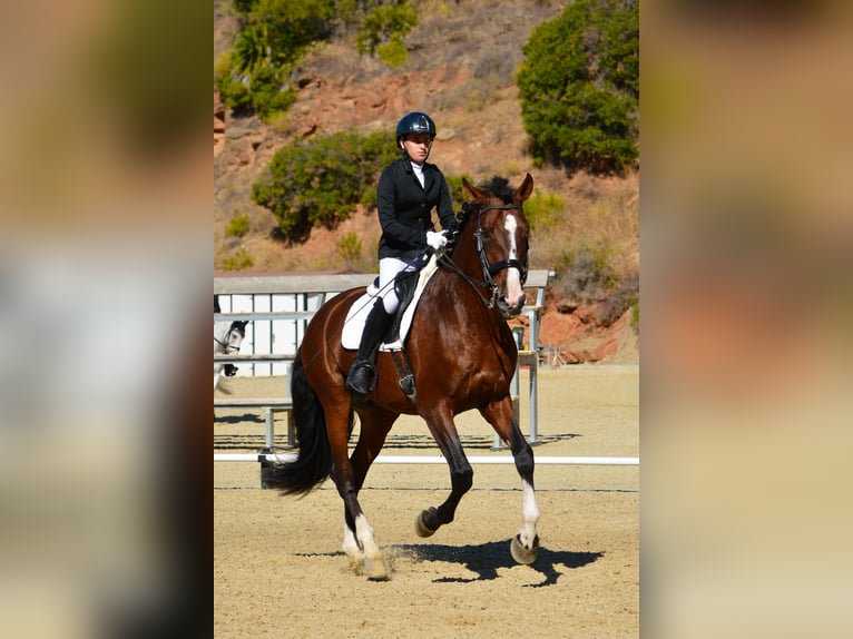 PRE Croisé Étalon 7 Ans 174 cm Bai in Sotogrande
