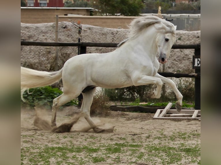 PRE Croisé Étalon 7 Ans 174 cm in Almerimar