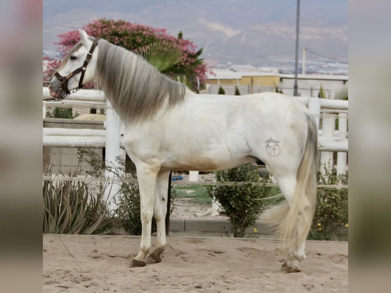 PRE Croisé Étalon 7 Ans 174 cm in Almerimar