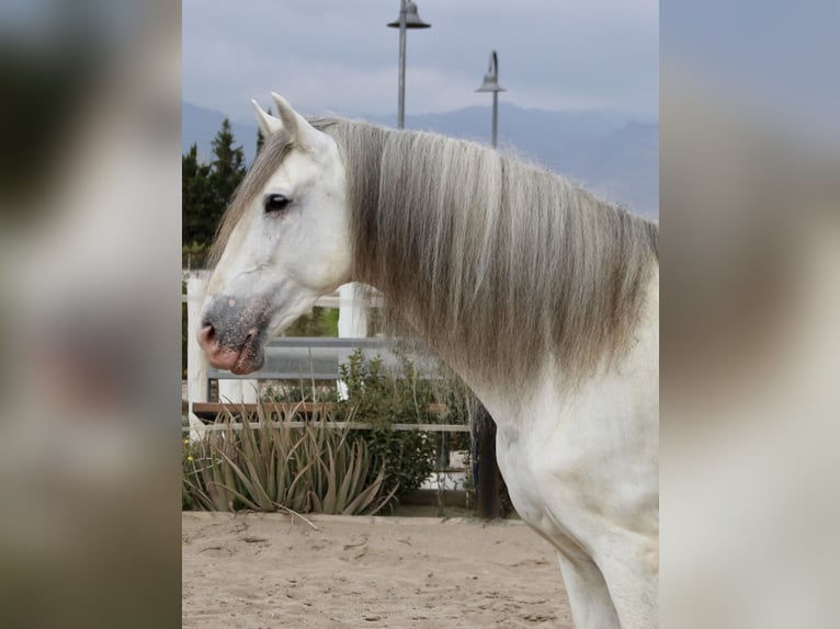 PRE Croisé Étalon 7 Ans 174 cm in Almerimar