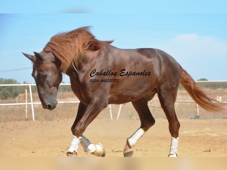 PRE Étalon 7 Ans 176 cm Alezan in Vejer de la Frontera