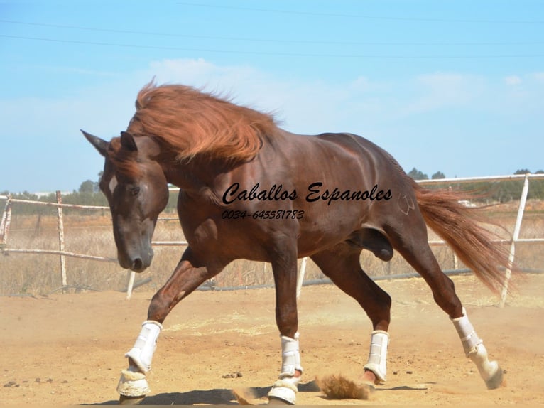 PRE Étalon 7 Ans 176 cm Alezan in Vejer de la Frontera