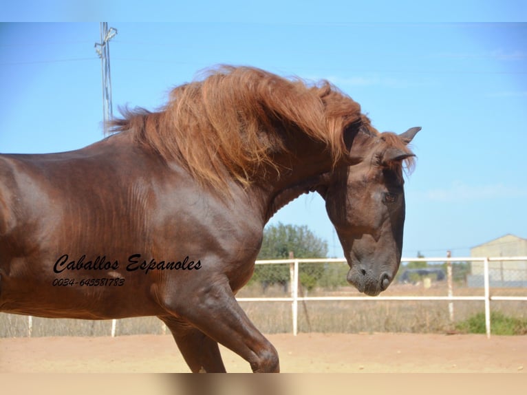 PRE Étalon 7 Ans 176 cm Alezan in Vejer de la Frontera