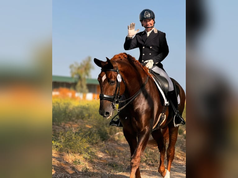 PRE Étalon 7 Ans 176 cm Alezan in Vejer de la Frontera