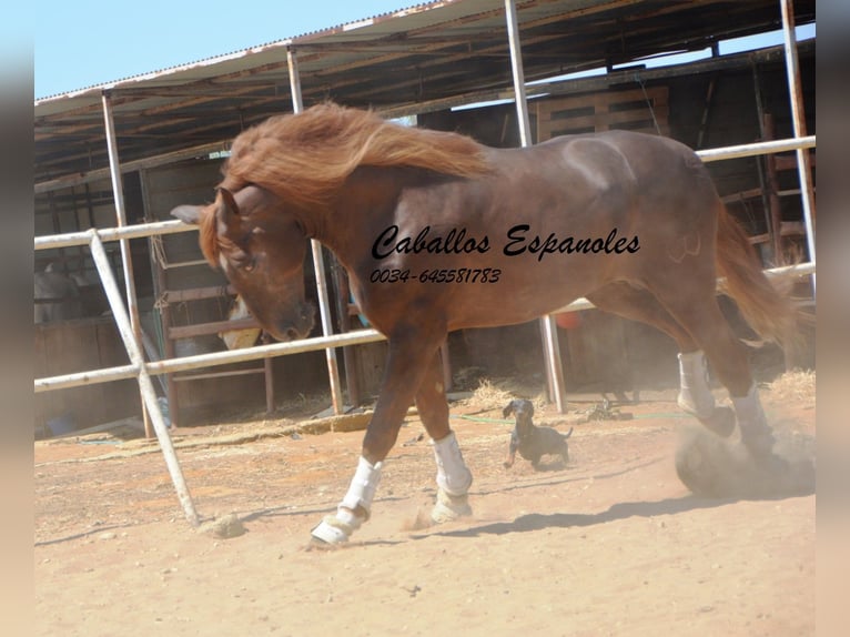 PRE Étalon 7 Ans 176 cm Alezan in Vejer de la Frontera