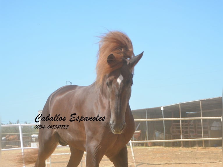 PRE Étalon 7 Ans 176 cm Alezan in Vejer de la Frontera