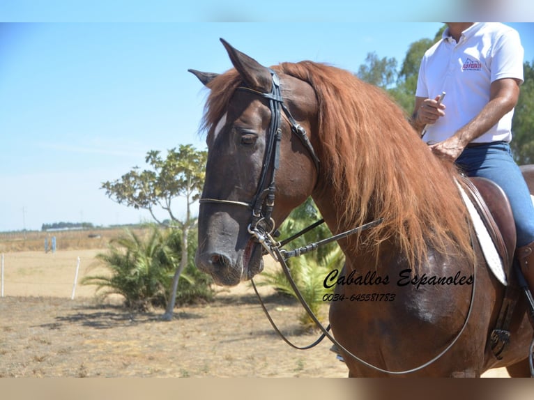 PRE Étalon 7 Ans 176 cm Alezan in Vejer de la Frontera