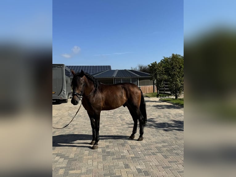 PRE Croisé Étalon 7 Ans 176 cm Bai brun in Beek