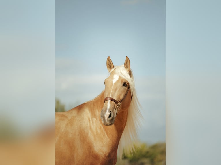PRE Croisé Étalon 7 Ans 176 cm Palomino in El Catllar