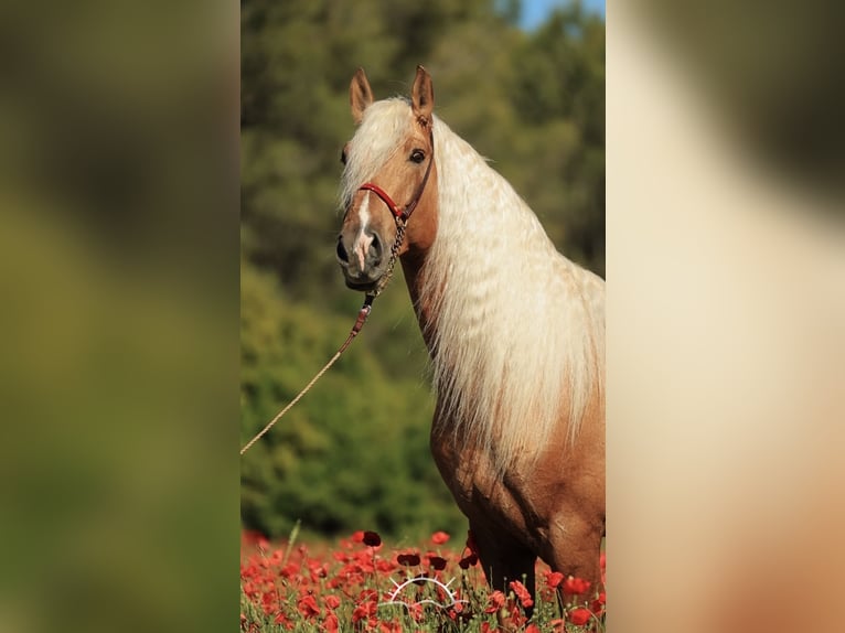 PRE Croisé Étalon 7 Ans 176 cm Palomino in El Catllar