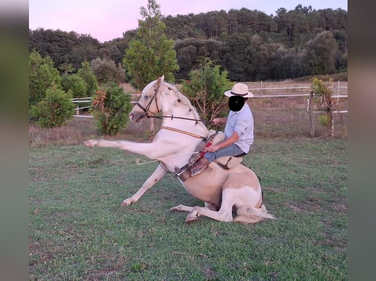 PRE Croisé Étalon 8 Ans 155 cm Palomino in Daleiden