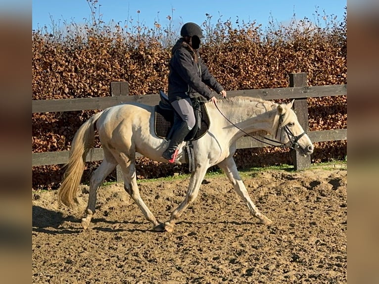 PRE Croisé Étalon 8 Ans 155 cm Pinto in Daleiden