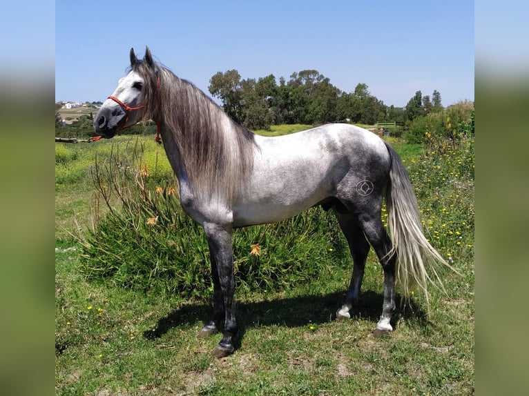 PRE Croisé Étalon 8 Ans 157 cm Gris in Sevilla