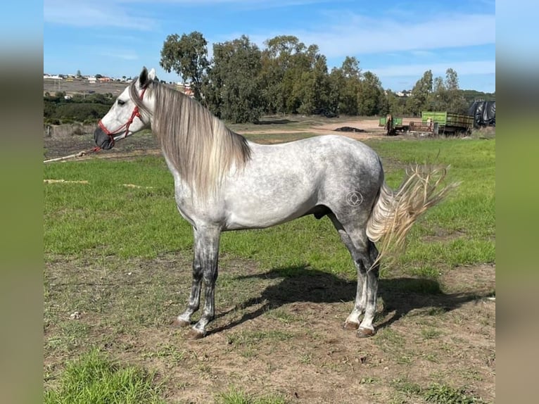 PRE Croisé Étalon 8 Ans 157 cm Gris in Sevilla