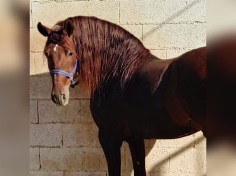 PRE Croisé Étalon 8 Ans 158 cm Alezan in Martfeld