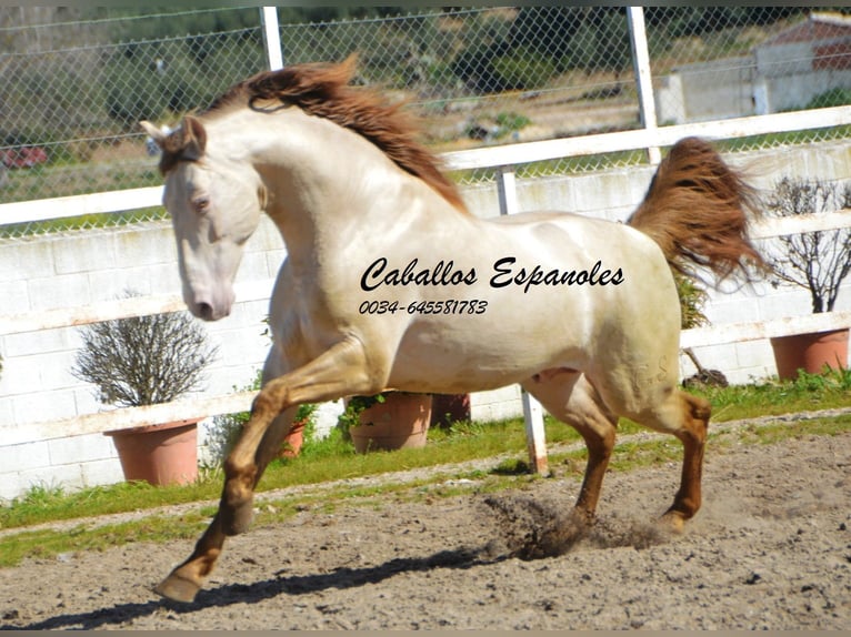 PRE Étalon 8 Ans 158 cm Perlino in Vejer de la Frontera