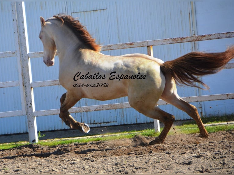 PRE Étalon 8 Ans 158 cm Perlino in Vejer de la Frontera