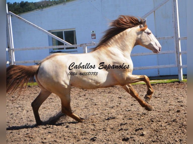 PRE Étalon 8 Ans 158 cm Perlino in Vejer de la Frontera