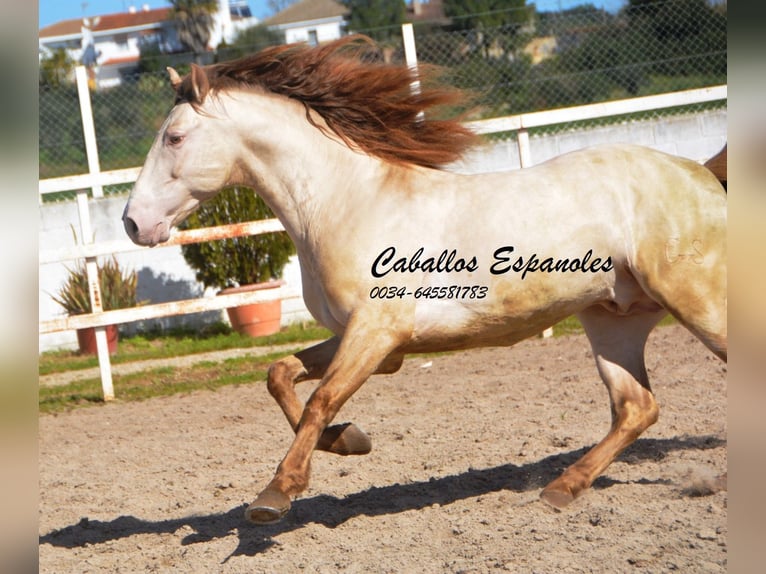 PRE Étalon 8 Ans 158 cm Perlino in Vejer de la Frontera