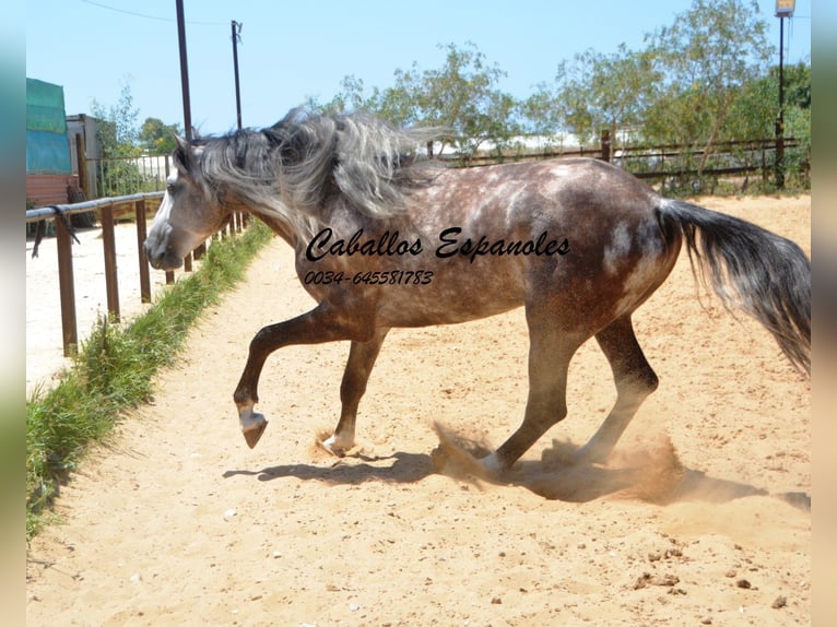 PRE Étalon 8 Ans 159 cm Gris in Vejer de la Frontera