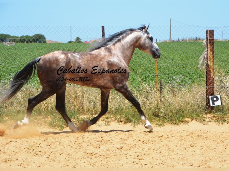 PRE Étalon 8 Ans 159 cm Gris in Vejer de la Frontera