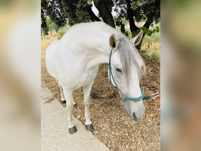 PRE Croisé Étalon 8 Ans 159 cm Gris moucheté in Madrid