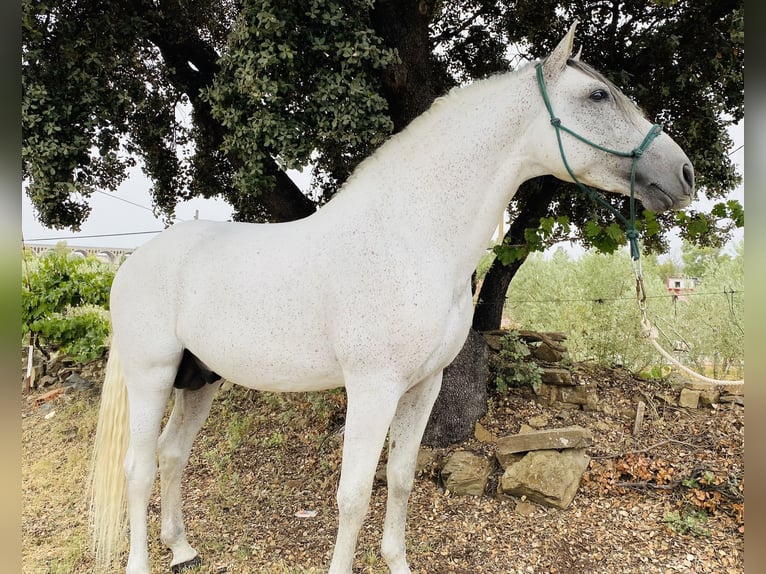 PRE Croisé Étalon 8 Ans 159 cm Gris moucheté in Madrid