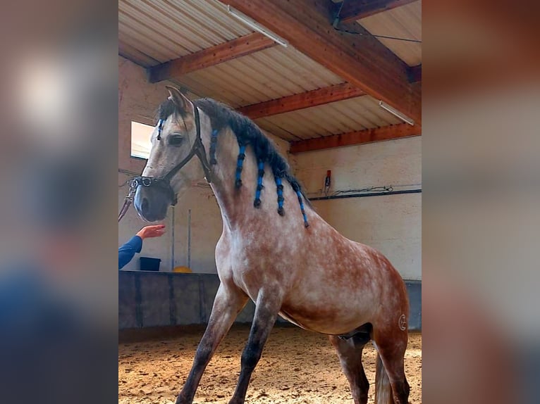 PRE Étalon 8 Ans 159 cm Gris pommelé in Wien