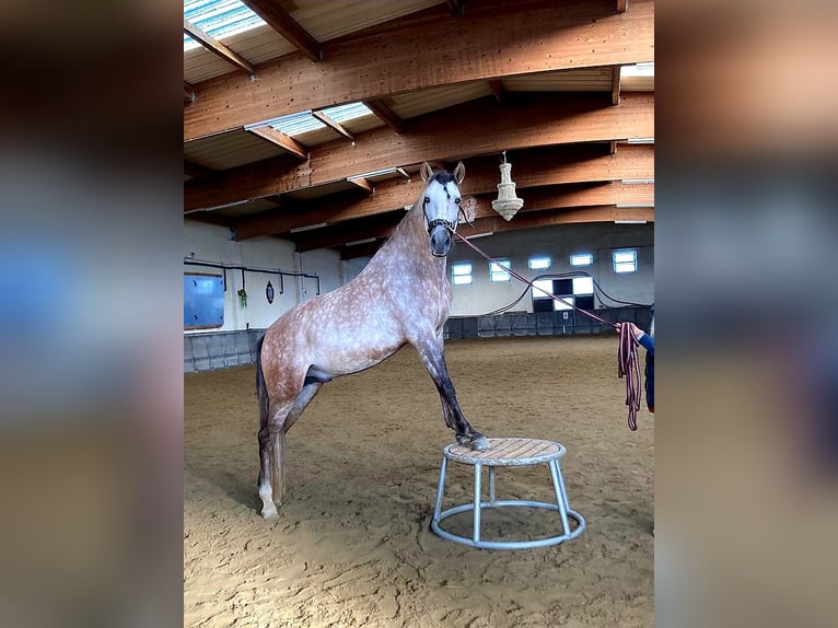 PRE Étalon 8 Ans 159 cm Gris pommelé in Wien