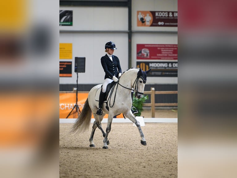 PRE Étalon 8 Ans 160 cm Gris in Vinkeveen