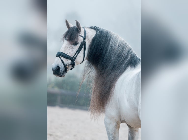 PRE Étalon 8 Ans 160 cm Gris in Vinkeveen