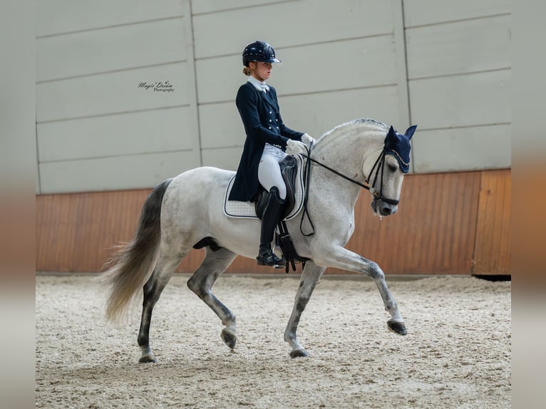 PRE Étalon 8 Ans 160 cm Gris in Vinkeveen