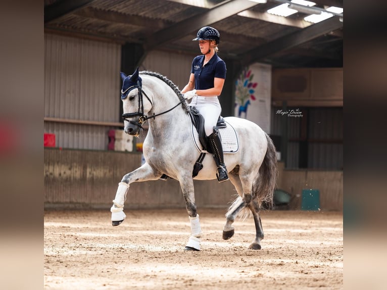 PRE Étalon 8 Ans 160 cm Gris in Vinkeveen