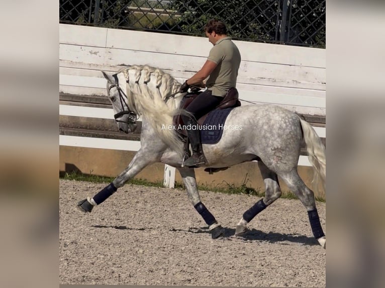 PRE Croisé Étalon 8 Ans 161 cm Blanc in Sevilla