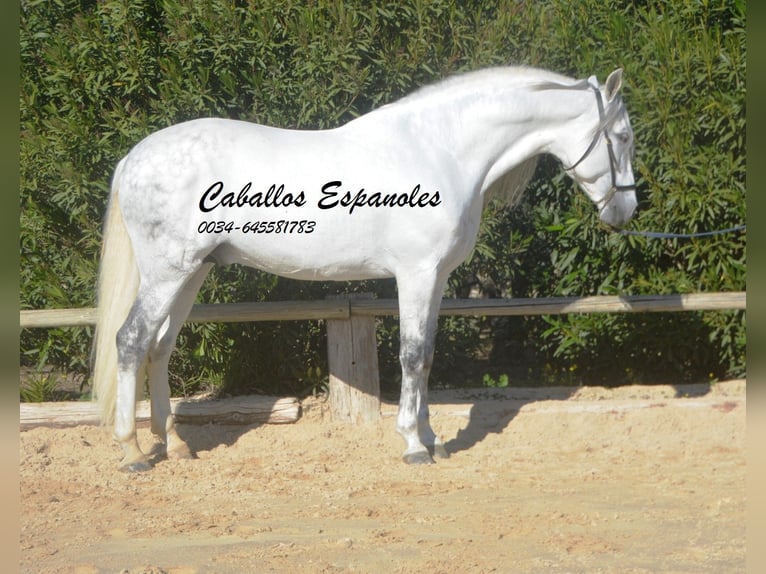 PRE Croisé Étalon 8 Ans 161 cm Gris in Vejer de la Frontera