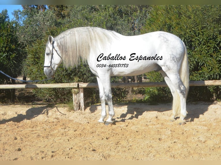 PRE Croisé Étalon 8 Ans 161 cm Gris in Vejer de la Frontera